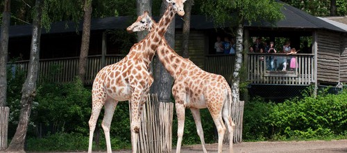 Attractions in Burgers Zoo